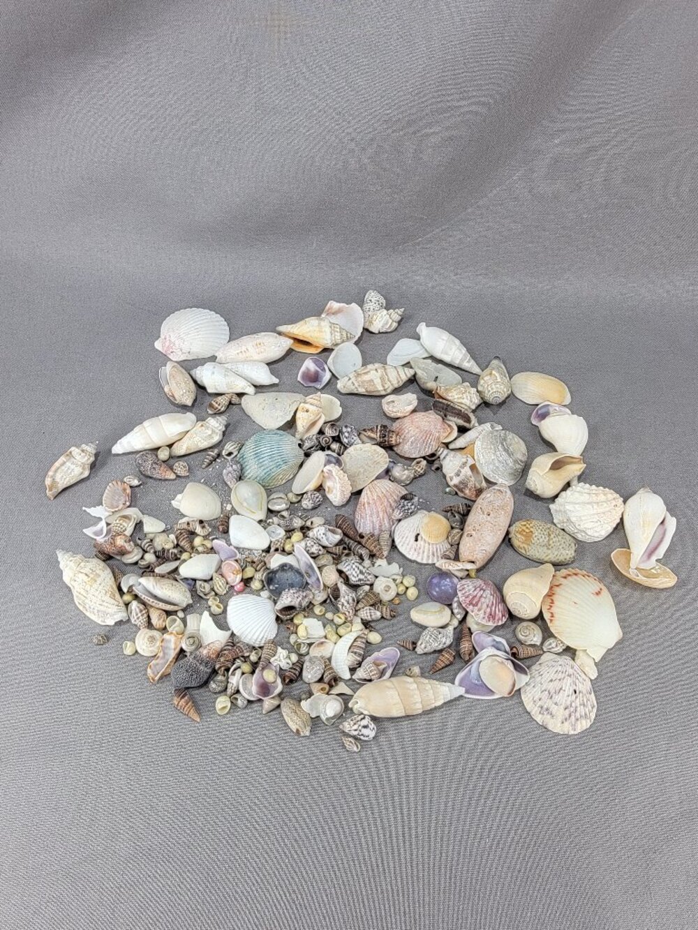 Mixed Lot Small Shells Seashells Nautical Beach Ocean Decor Crafts
